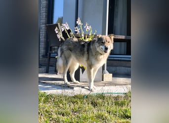 Coole Socke möchte im neuen Jahr mit dir auf Tour gehen!