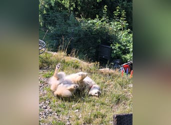 Coole Socke möchte im neuen Jahr mit dir auf Tour gehen!