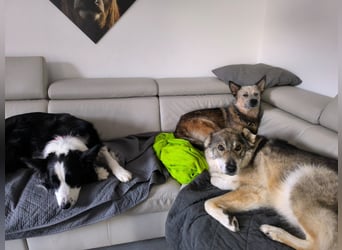 Coole Socke möchte im neuen Jahr mit dir auf Tour gehen!