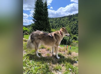 Coole Socke möchte im neuen Jahr mit dir auf Tour gehen!