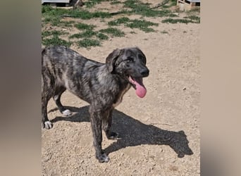 Benno: er liebt Menschen über alles