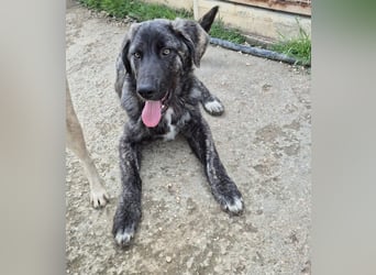 Benno: er liebt Menschen über alles