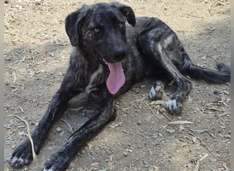 Benno: er liebt Menschen über alles