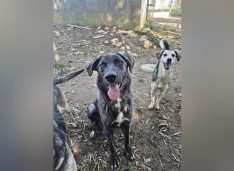 Benno: er liebt Menschen über alles