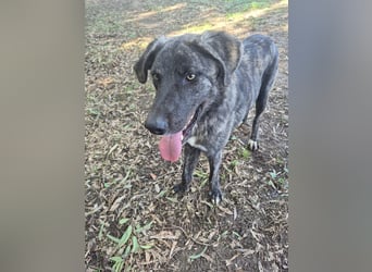 Benno: er liebt Menschen über alles