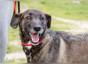 •J•A•Z•Z• | :-) | Ein Schätzchen wartet auf seine Menschen!