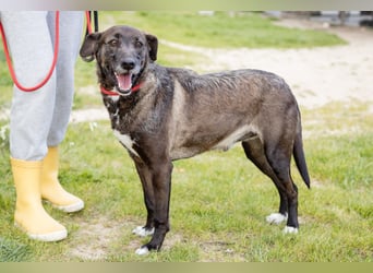 •J•A•Z•Z• | :-) | Ein Schätzchen wartet auf seine Menschen!