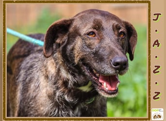 •J•A•Z•Z• | :-) | Ein Schätzchen wartet auf seine Menschen!