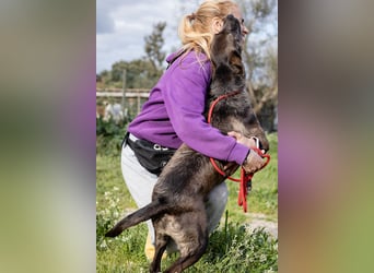 •J•A•Z•Z• | :-) | Ein Schätzchen wartet auf seine Menschen!