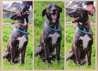 •J•A•Z•Z• | :-) | Ein Schätzchen wartet auf seine Menschen!