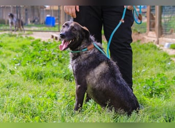 •J•A•Z•Z• | :-) | Ein Schätzchen wartet auf seine Menschen!