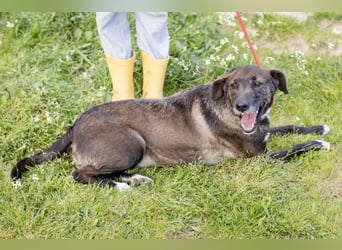 •J•A•Z•Z• | :-) | Ein Schätzchen wartet auf seine Menschen!