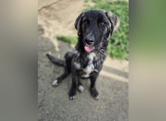 Benno: Traumhund für aktive Menschen