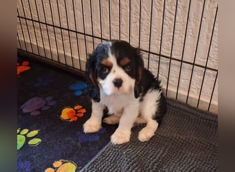 süße Cavalier Rüden