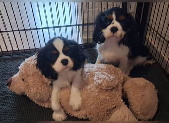 süße Cavalier Rüden