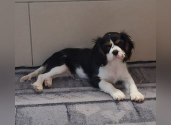 süßer Cavalier Rüde