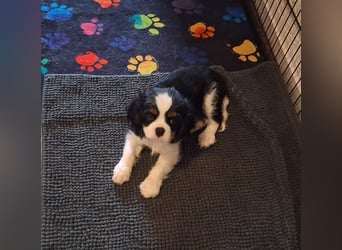 süße Cavalier Rüden