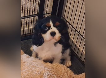 süßer Cavalier Rüde