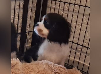 süßer Cavalier Rüde