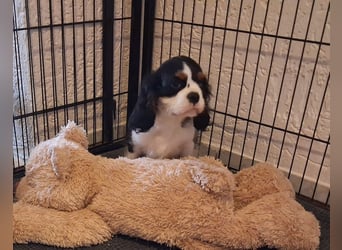 süßer Cavalier Rüde