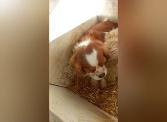 Zsuzsi PP - Cavalier-Lady sucht warmes Körbchen