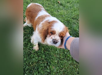 Beki, liebenswürdige Cavalier King Charles Hündin geb. 2020