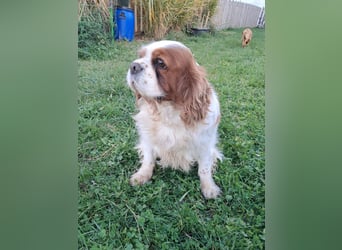 Beki, liebenswürdige Cavalier King Charles Hündin geb. 2020