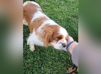 Beki, liebenswürdige Cavalier King Charles Hündin geb. 2020