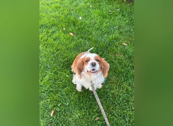 Adel, liebes Cavalier King Charles Spaniel Hündin geb. 2021