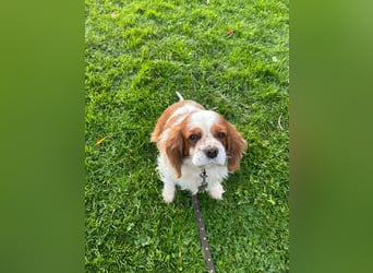Beki, liebenswürdige Cavalier King Charles Hündin geb. 2020
