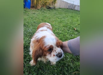Beki, liebenswürdige Cavalier King Charles Hündin geb. 2020