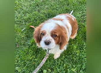 Beki, liebenswürdige Cavalier King Charles Hündin geb. 2020