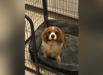 Adel, liebes Cavalier King Charles Spaniel Hündin geb. 2021