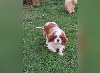 Beki, liebenswürdige Cavalier King Charles Hündin geb. 2020