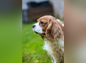 Adel, liebes Cavalier King Charles Spaniel Hündin geb. 2021