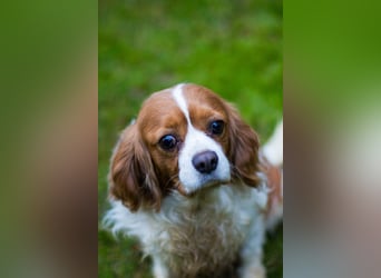Adel, liebes Cavalier King Charles Spaniel Hündin geb. 2021