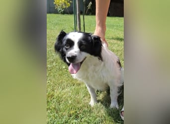 Emil, kleiner Kerl - sehr ruhig und absolut verträglich - ein toller Familienhund