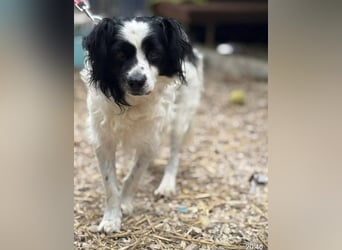 Emil, kleiner Kerl - sehr ruhig und absolut verträglich - ein toller Familienhund
