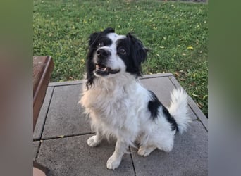 Emil, kleiner Kerl - sehr ruhig und absolut verträglich - ein toller Familienhund