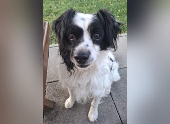 Emil, kleiner Kerl - sehr ruhig und absolut verträglich - ein toller Familienhund