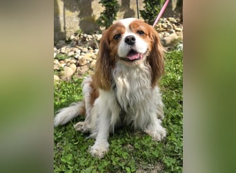 Max, ganz lieber Cavalier King Charles Hund