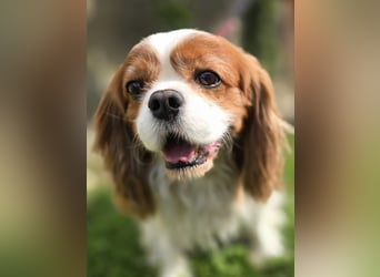 Max, ganz lieber Cavalier King Charles Hund