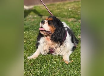 Nora, Cavalier King Charles Spaniel Hündin