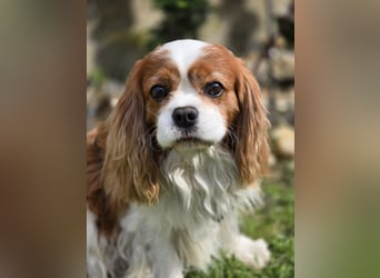 Max, ganz lieber Cavalier King Charles Hund