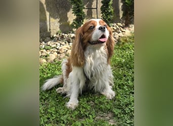 Max, ganz lieber Cavalier King Charles Hund