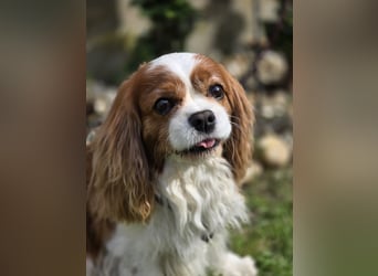Max, ganz lieber Cavalier King Charles Hund