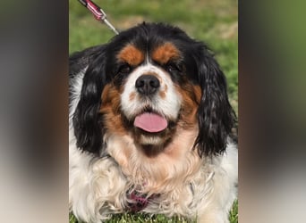 Nora, Cavalier King Charles Spaniel Hündin