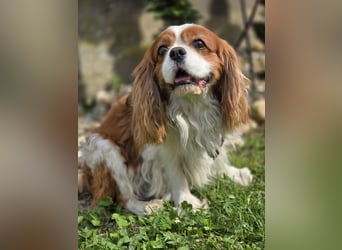 Max, ganz lieber Cavalier King Charles Hund