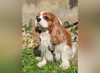 Max, ganz lieber Cavalier King Charles Hund