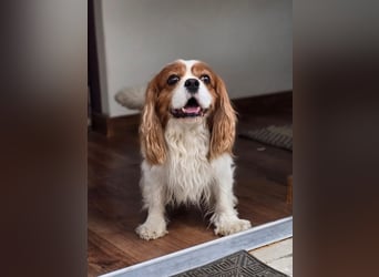 Max, ganz lieber Cavalier King Charles Hund